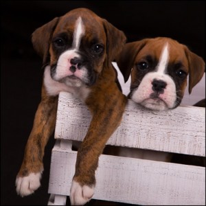 photography services for pets and animals in bedfordshire